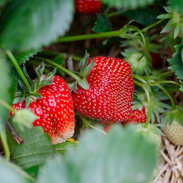 Regionale Erdbeeren